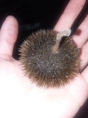 Apeiba tibourbou