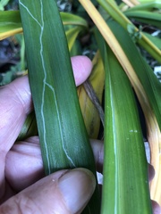 Ophiomyia kwansonis