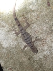 Gonatodes concinnatus