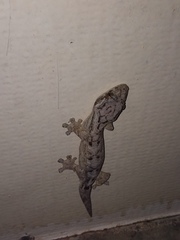 Thecadactylus solimoensis