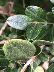 Eurytetranychus buxi