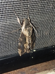 Erinnyis oenotrus