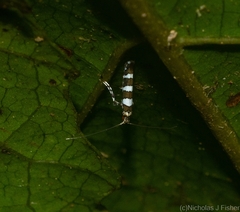 Acrocercops chionosema