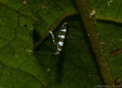Acrocercops chionosema