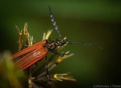 Pseudolycus torridus