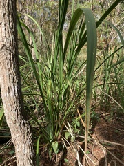 Zizaniopsis miliacea