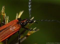 Pseudolycus torridus