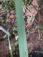 Zizaniopsis miliacea