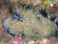 Scyllarides latus