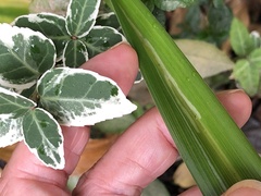 Ophiomyia kwansonis