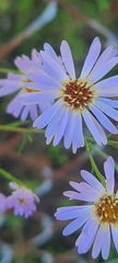 Symphyotrichum simmondsii