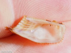Arca