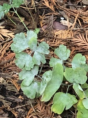 Erysiphe aquilegiae