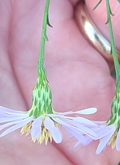 Symphyotrichum simmondsii