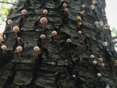 Mycena pseudocorticola