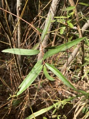 Salix caroliniana