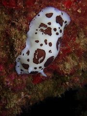 Peltodoris atromaculata