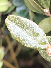 Eurytetranychus buxi