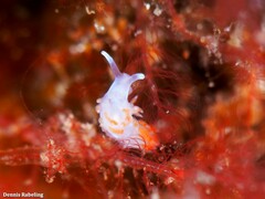 Flabellina dushia