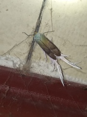 Pterodictya reticularis