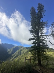Araucaria columnaris