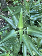 Kalanchoe daigremontiana