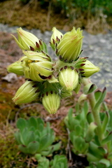 Sempervivum grandiflorum, photograph author not stated, no rights reserved