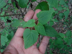 Lophospermum erubescens