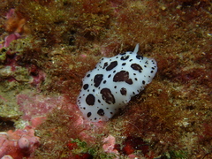 Peltodoris atromaculata