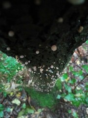 Mycena pseudocorticola