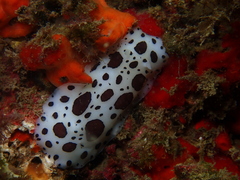 Peltodoris atromaculata