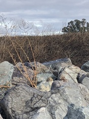 Athene cunicularia hypugaea