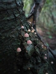 Mycena pseudocorticola