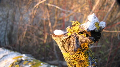 Schizophyllum commune