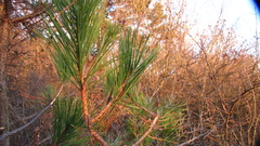 Pinus sylvestris