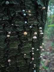 Mycena pseudocorticola