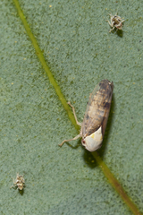 Brunotartessus fulvus