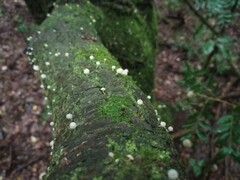 Mycena pseudocorticola