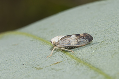 Brunotartessus fulvus