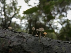 Mycena pseudocorticola