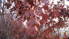 Quercus cerris