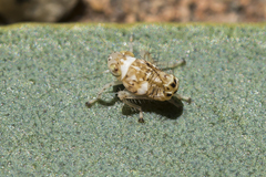 Brunotartessus fulvus