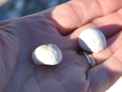 Neverita duplicata