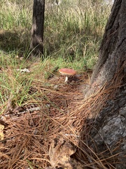 Amanita