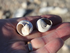 Neverita duplicata