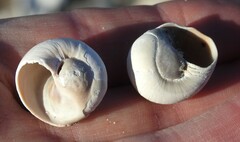 Neverita duplicata