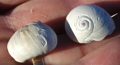 Neverita duplicata