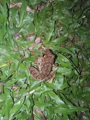 Oreobates quixensis