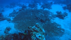 Acropora pharaonis