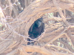 Corvus capensis